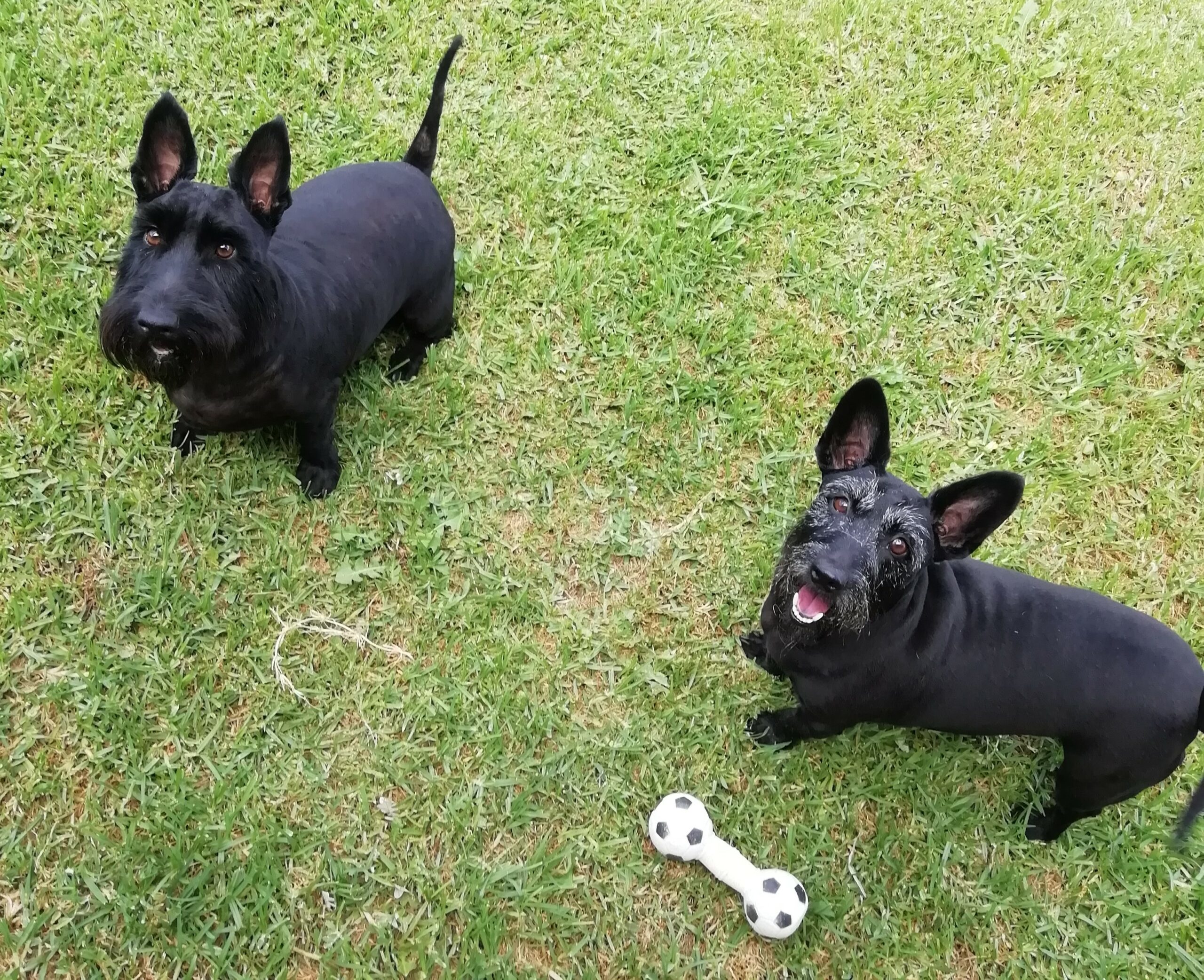 https://thefriendlypet.co.za/wp-content/uploads/2022/01/IMG_20210106_151015_cropped-scaled.jpg
