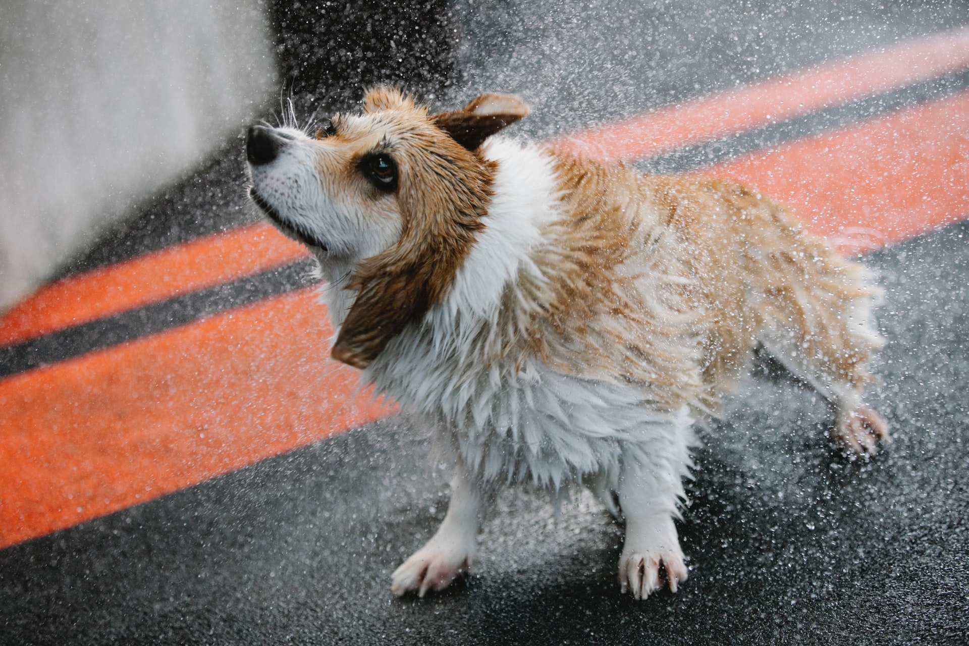 https://thefriendlypet.co.za/wp-content/uploads/2022/01/pexels-blue-bird-7210319.jpg