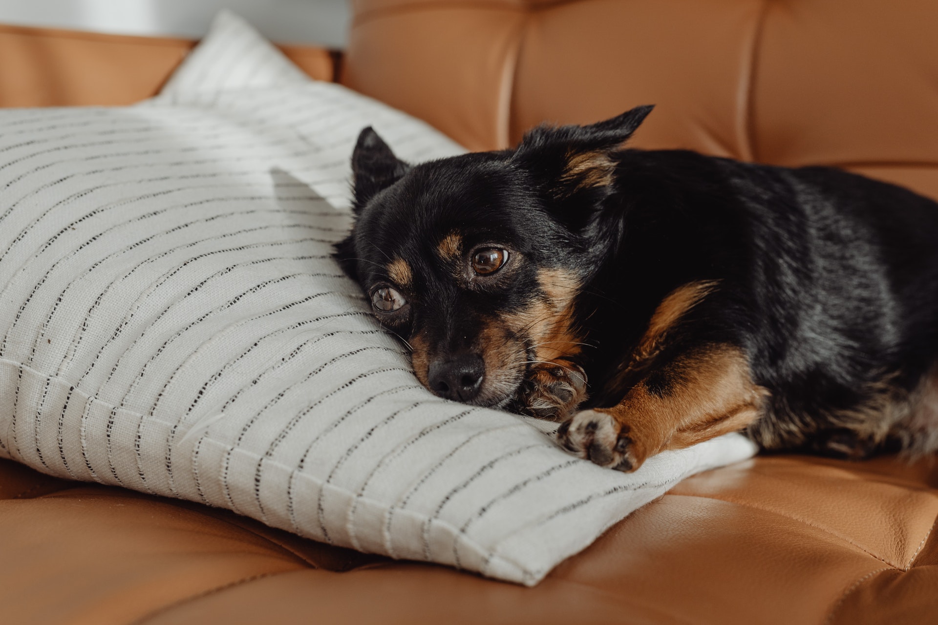 https://thefriendlypet.co.za/wp-content/uploads/2022/01/pexels-karolina-grabowska-5942761.jpg