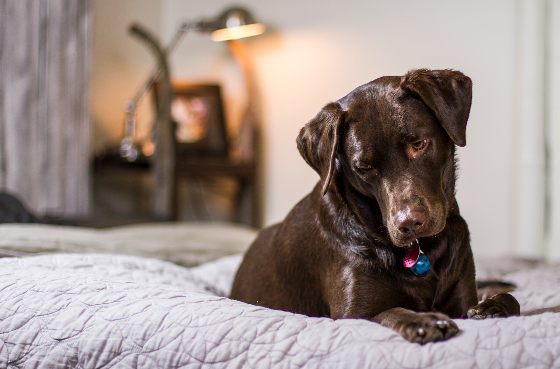https://thefriendlypet.co.za/wp-content/uploads/2022/01/pexels-pixabay-247968.jpg