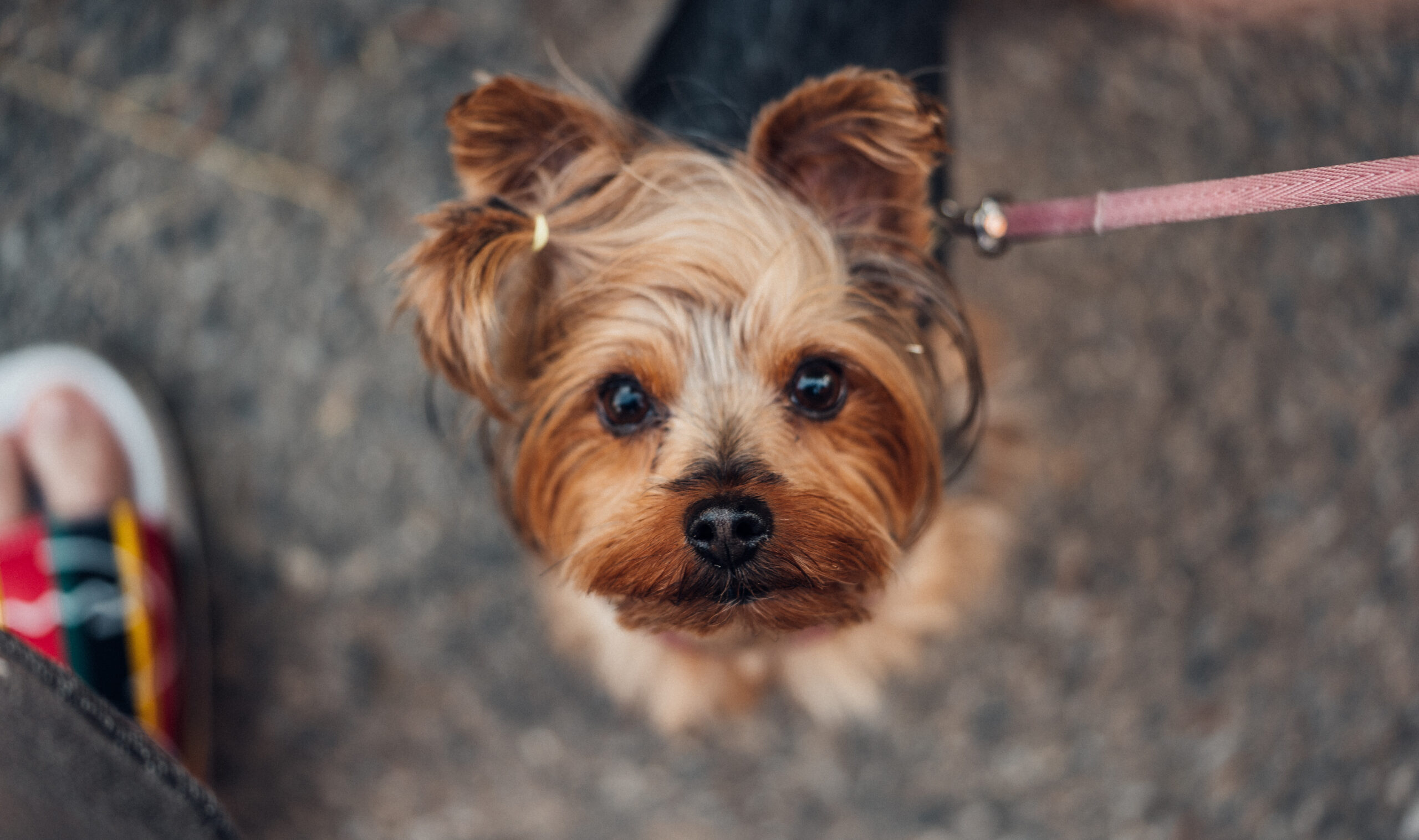 https://thefriendlypet.co.za/wp-content/uploads/2022/01/walking-cute-yorkshire-terrier-picjumbo-com-scaled.jpg